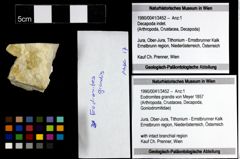 Foto (Objekt + Etiketten) von Eodromites grandis (von Meyer 1857) 